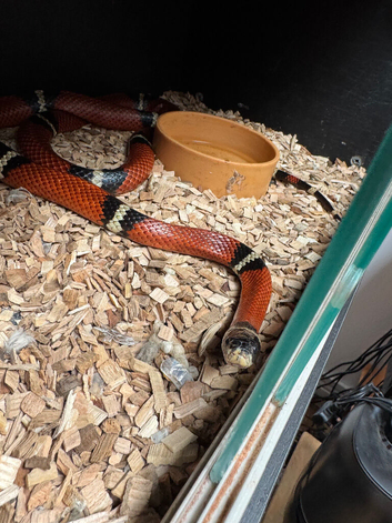 Mixed snakes