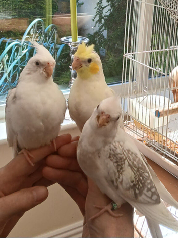 3 x hand reared cock Cockatiels for sale