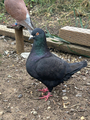 King Pigeons for Sale in Harlow