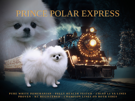 STUD &pound;299! KC Health Tested Pomeranian Champion Lines!