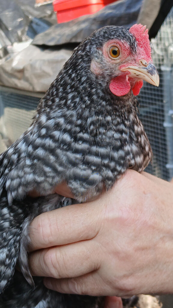 4 x pekin bantam girls
