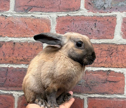 English Buck rabbit in Sheffield