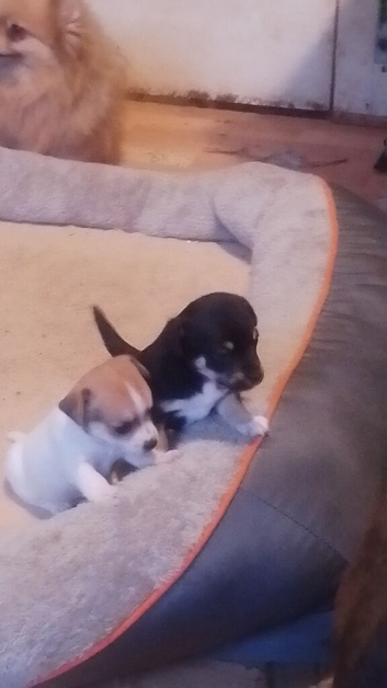 Beautiful Jack Russell X chihuahua