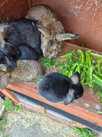 Mini lops