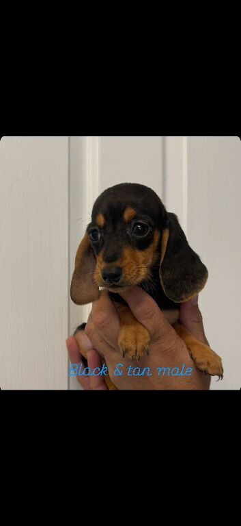 Miniature dachshund (Last male)