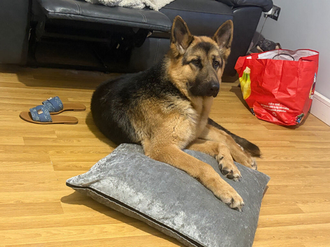 German shepherd