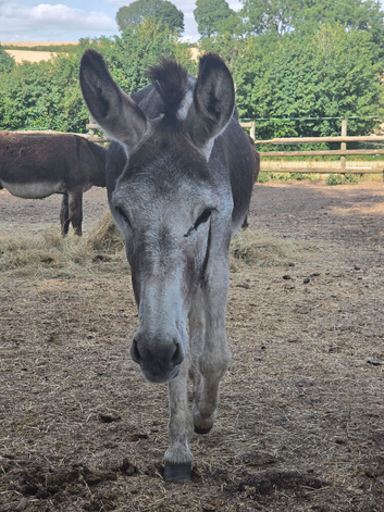 Donkey geldings and jennys