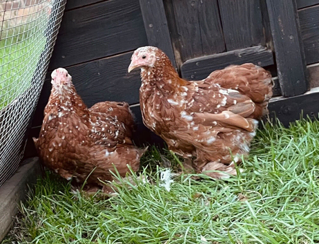 Two Pekin girls