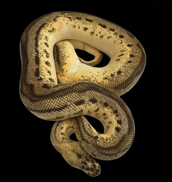 Pastel, orange dream, leopard, yellowbelly, clown. 100% het pied