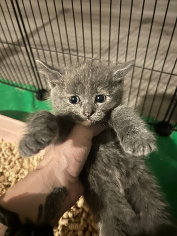 beautiful kittens