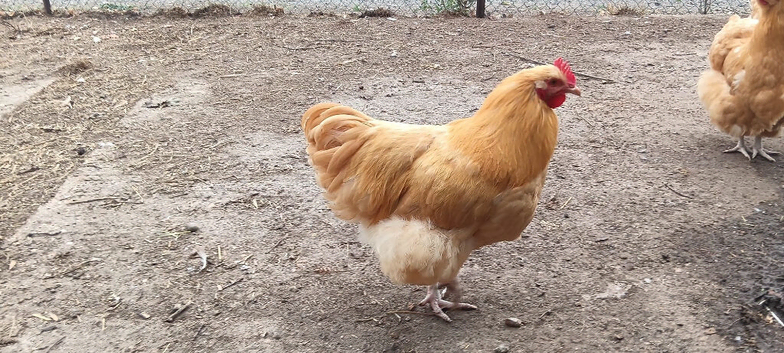 Young Orpington buffs cockrals