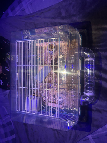 Russian dwarf hamster and setup