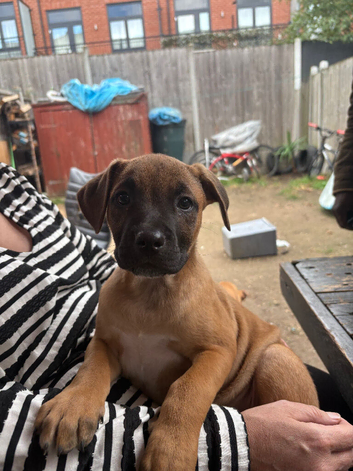 Belgium mally staffy and American bully puppies for sale