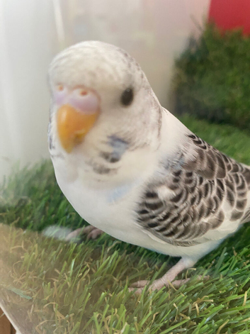 Pied split black faced budgie