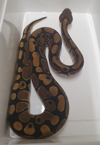 Baby classic royal pythons