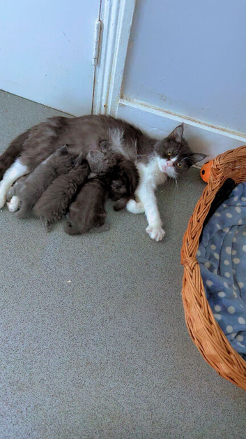 I got Persian cat who gives birth to 4 beautiful Persian kittens which four weeks and a few days . Two boy and two girl  Healthy..