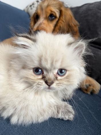 Outstanding British Longhair