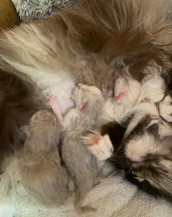 TIca pedigree Mink Ragdoll kittens