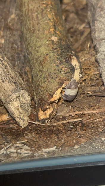 10 Panda king isopods