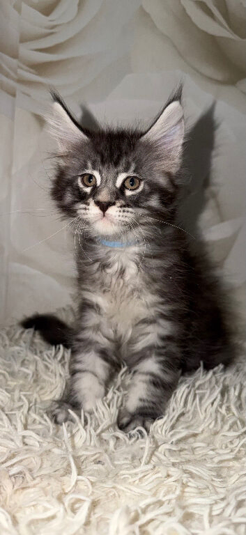6 beautiful Maine coon kittens looking for their forever homes