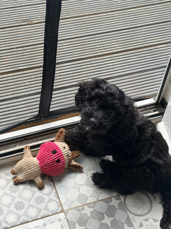 Black male cockapoo