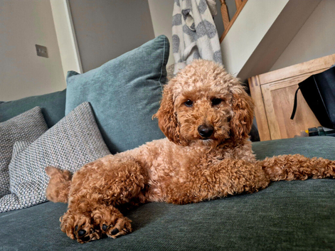 Red Toy Poodle Stud
