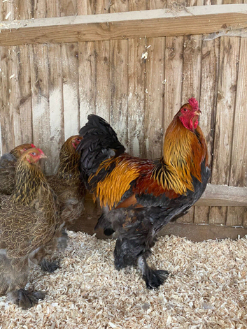 LF gold partridge brahma- hatching eggs