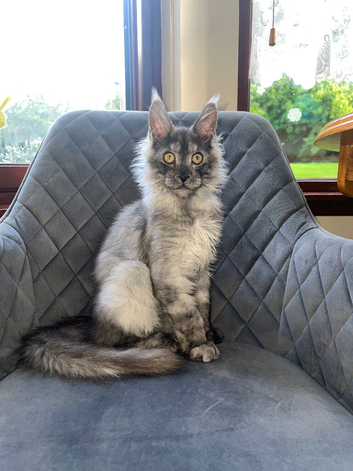 TICA registered Maine Coon kitten