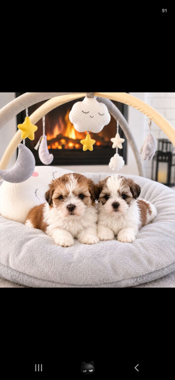 Two Beautiful Malshi Boy Puppies &ndash; Maltese x Shih Tzu