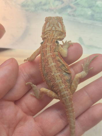 100% Het Zero / 100% Het Translucent, Visual Hypo Bearded Dragons
