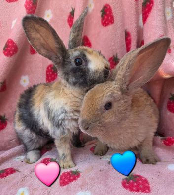 Curly astrex baby rabbits ☆Last 2 Rare curly