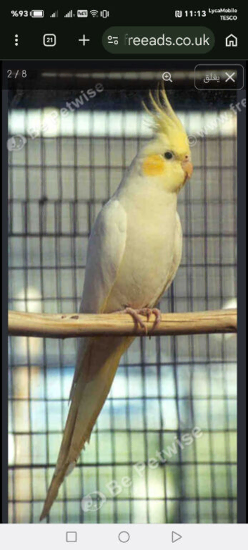 Cokatoo
