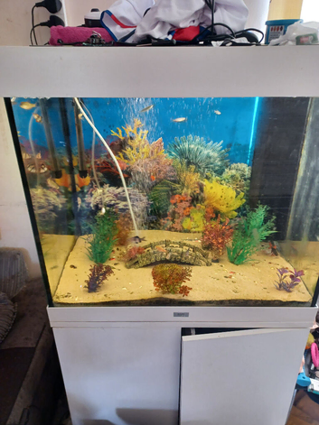 Tropical fish tank