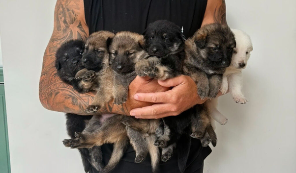 German shepherd puppies