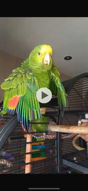 DYH Amazon parrot