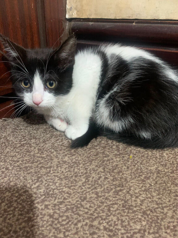 male 2 month old