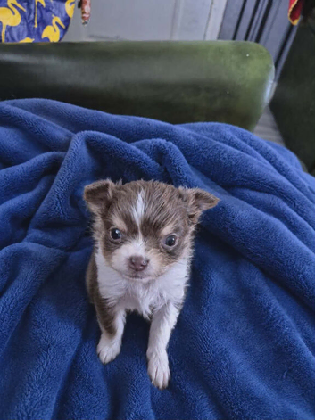 Chihuahua