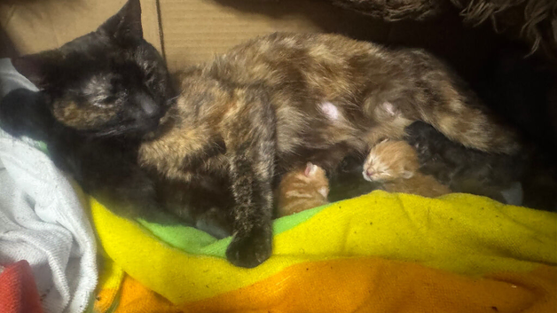 Three new fur babies