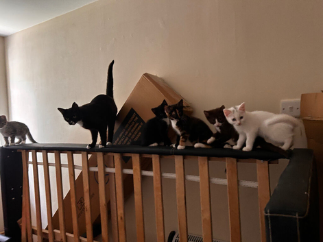 Stunning kittens for sale