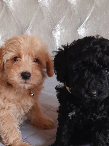 Beautiful Cavapoos