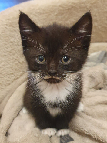 Kittens