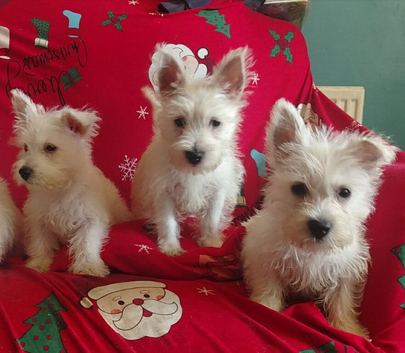 Adorable puppies ready to go
