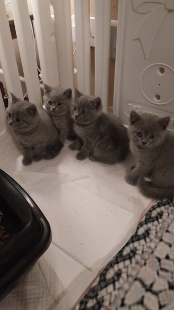 British Shorthair kittens