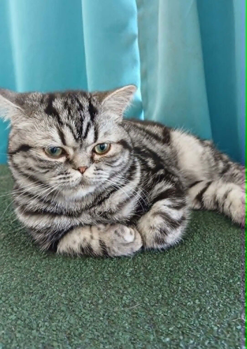 Bsh . Silver Tabby. ACTIVE/NONACTIVE