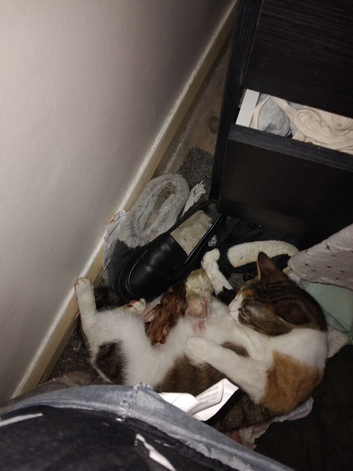 5 kittens for sale