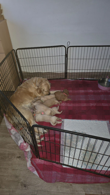 Beautiful golden retriever puppies