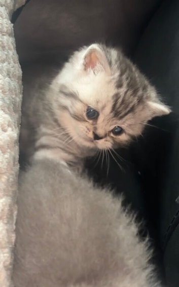 Beautiful rainbow  litter of British shorthair