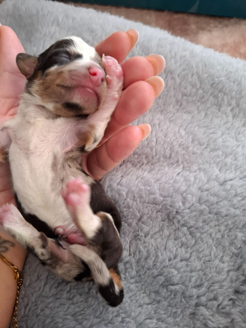 Miniature Dachshund puppies