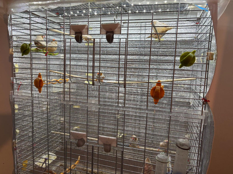 Zebra finches for sale