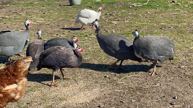 Guinea Fowl hatching Eggs - 12 eggs - pure bred - fertile
